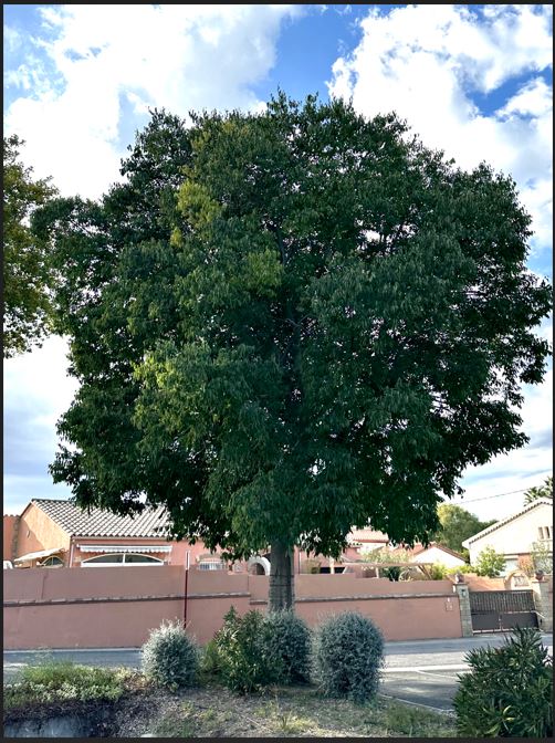 arbre formation caue