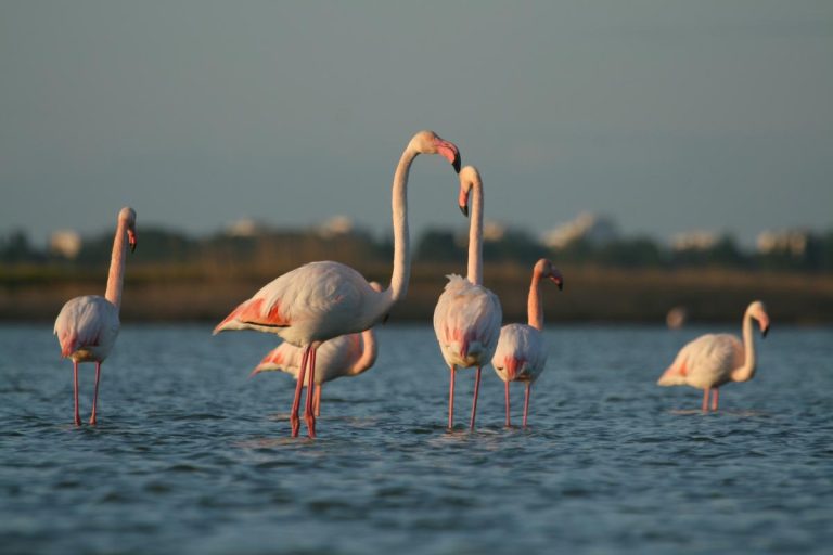 Flamant rose Xavier Rufray 768x512