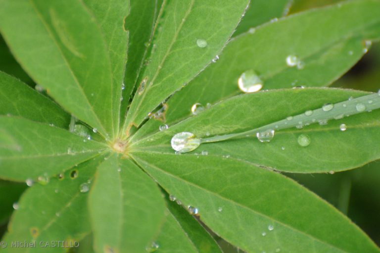 capcir feuilles et gouttes deau 768x511