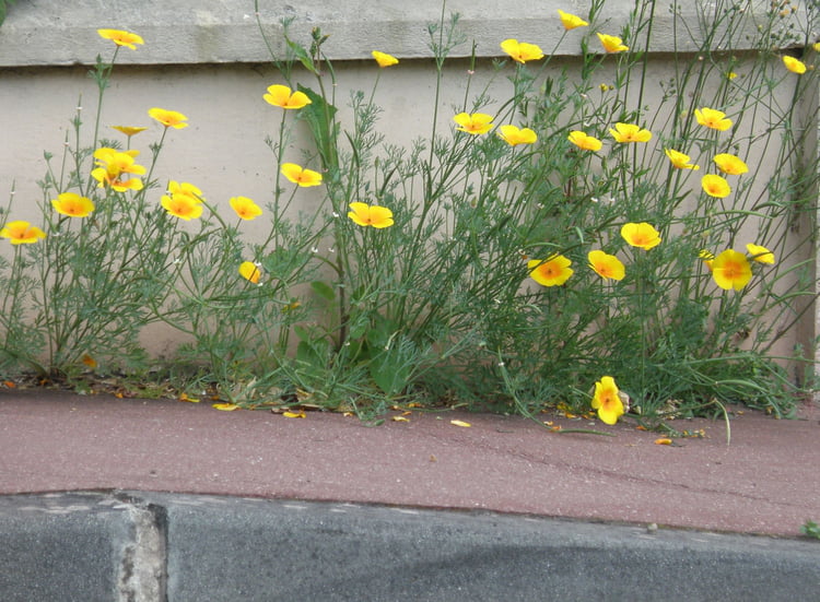 fleurs au bord du trottoir 1393189682 1322207