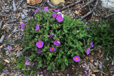 fleurs printemps cyste cotonneux avril 2011