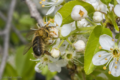abeille sur fleur blanche 12 avril 2013