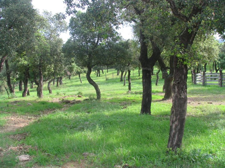 coupurepastorale 768x576